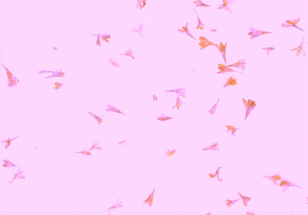 Scattered Pink Petals by Santhosh ch — canvas wall art