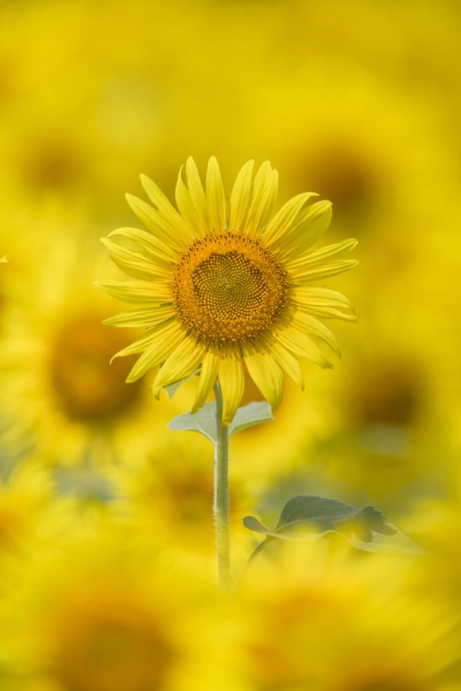 Sunflower Standing Tall by Takashi Suzuki — canvas wall art