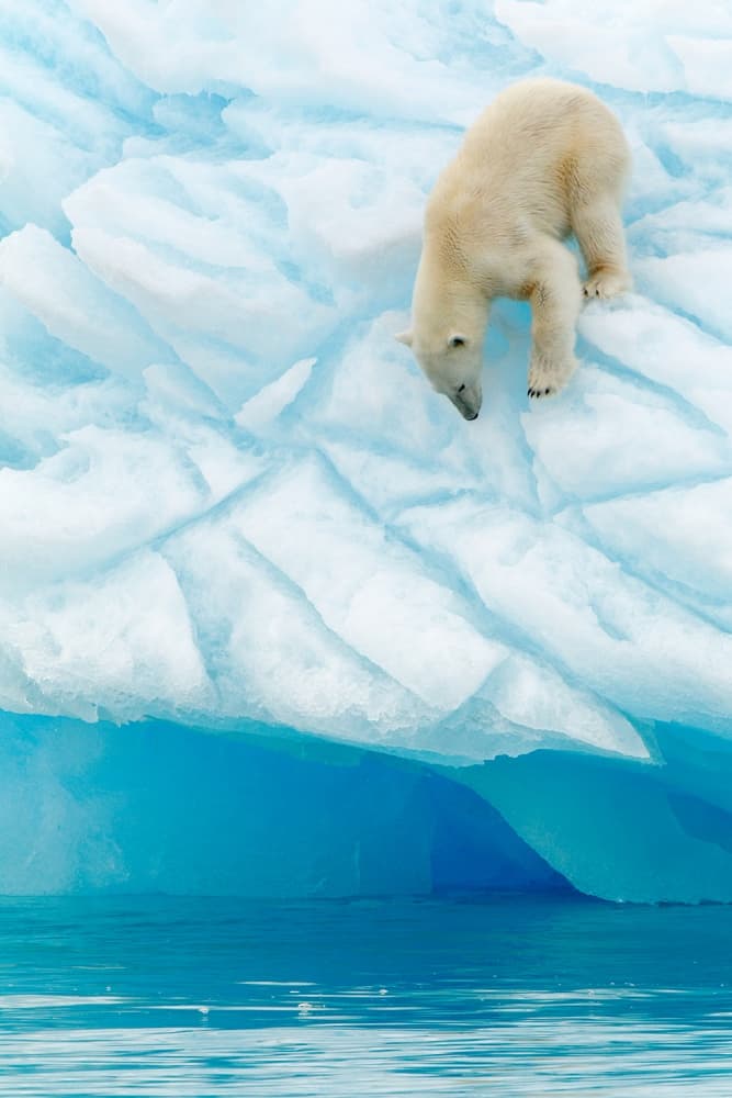 Arctic Cub on Iceberg by Joan Gil Raga — canvas wall art