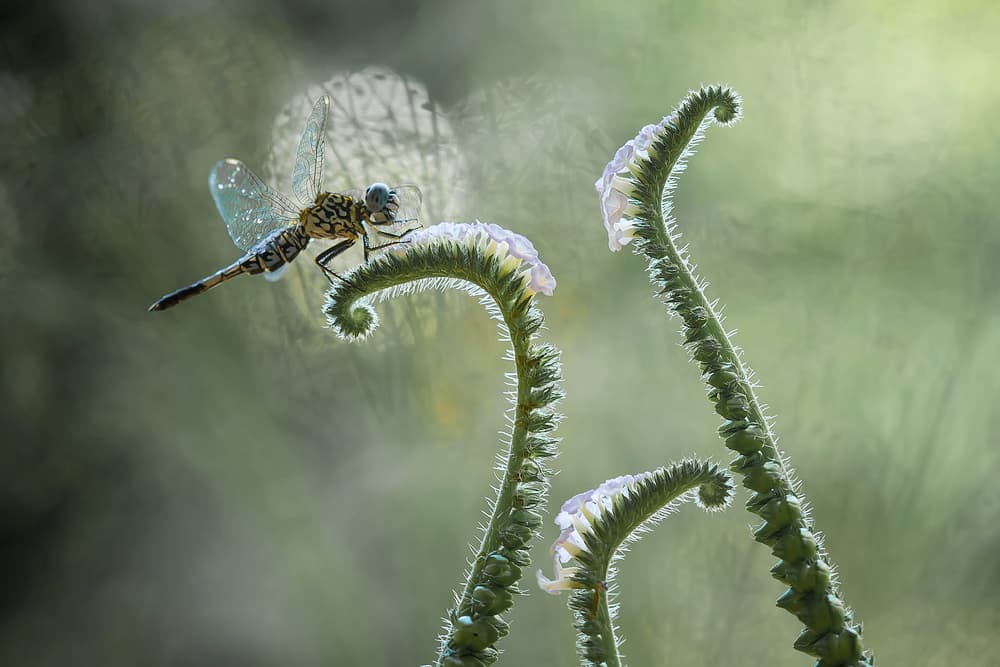 Dragonfly on Gentle Curve by Abdul Gapur Dayak — canvas wall art