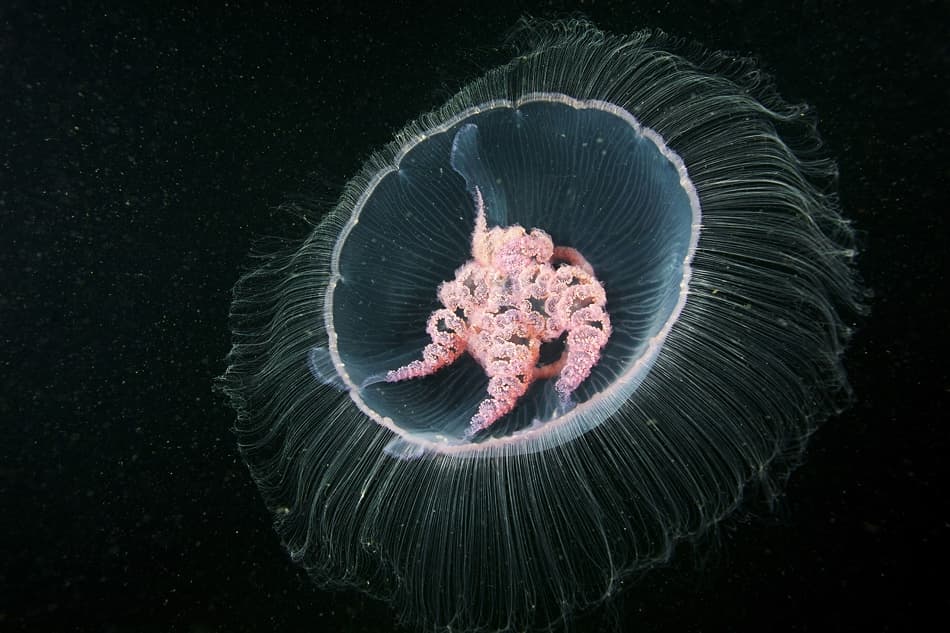 Ethereal Pink Jellyfish by Alexander Semenov — canvas wall art