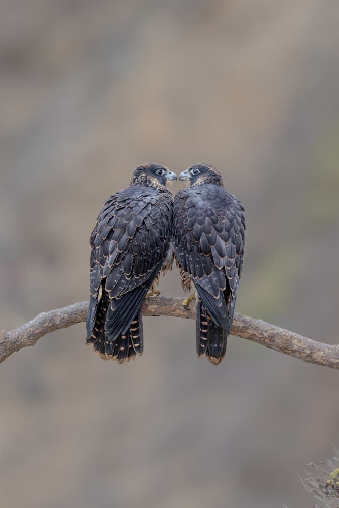 Serene Falcon Pair by Bill Lu — canvas wall art