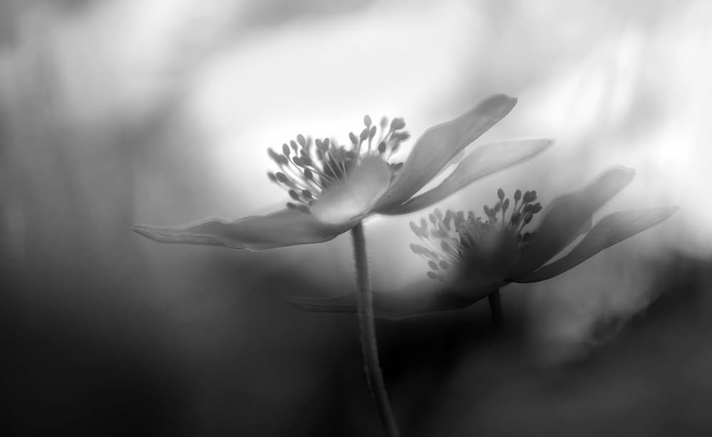 Ethereal Black White Flowers by Ylva Sjögren — canvas wall art