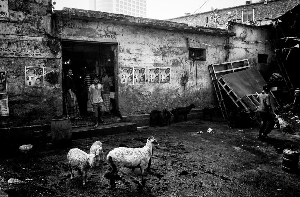 Urban Alley with Sheep by Joxe Inazio Kuesta Garmendia — canvas wall art