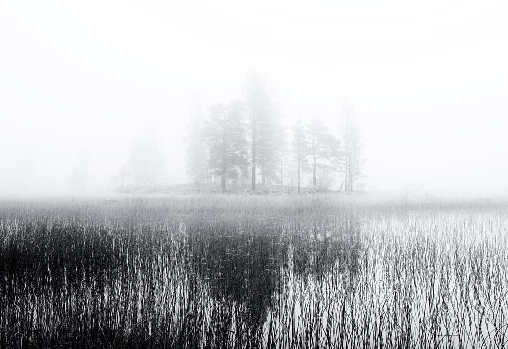Misty Forest Wetland by Julien Oncete — canvas wall art