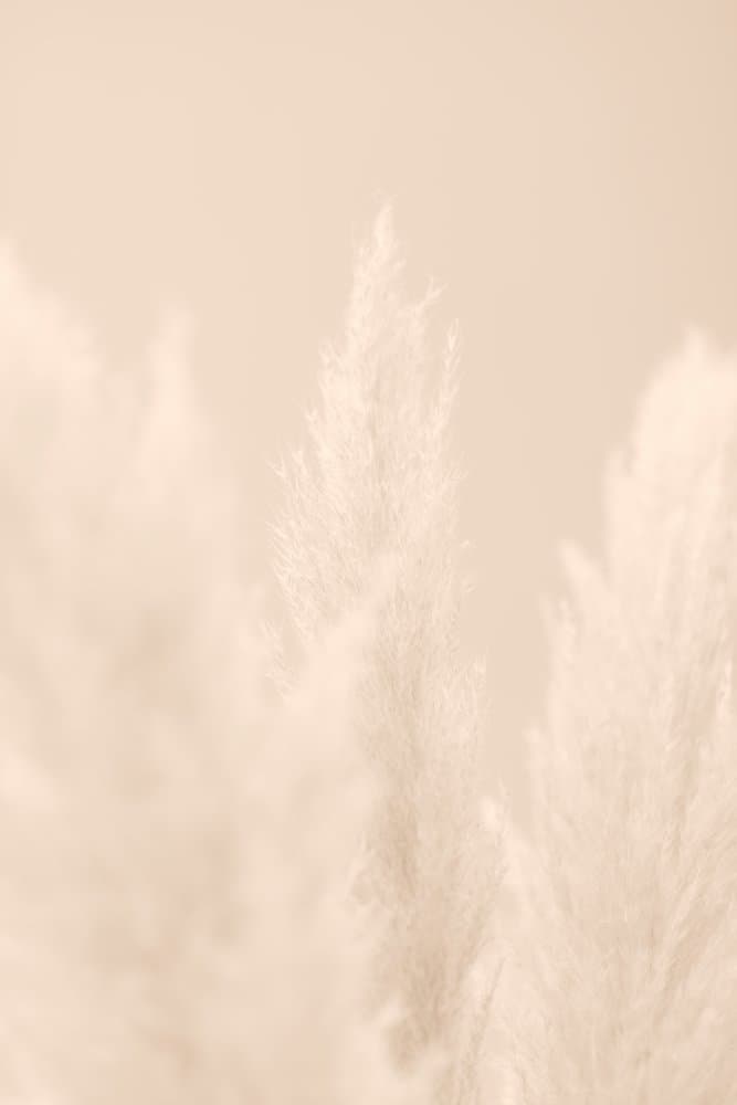 Soft Pampas Plumes by Pictufy Studio III — canvas wall art
