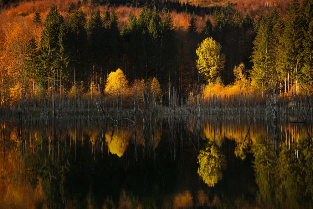 Golden Autumn Forest Reflection by Vlad Paulet — canvas wall art