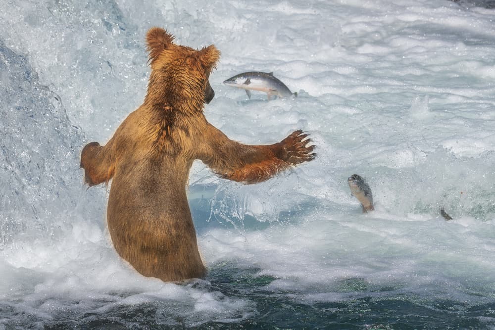 Grizzly Bear Fishing by Richard Liu — canvas wall art