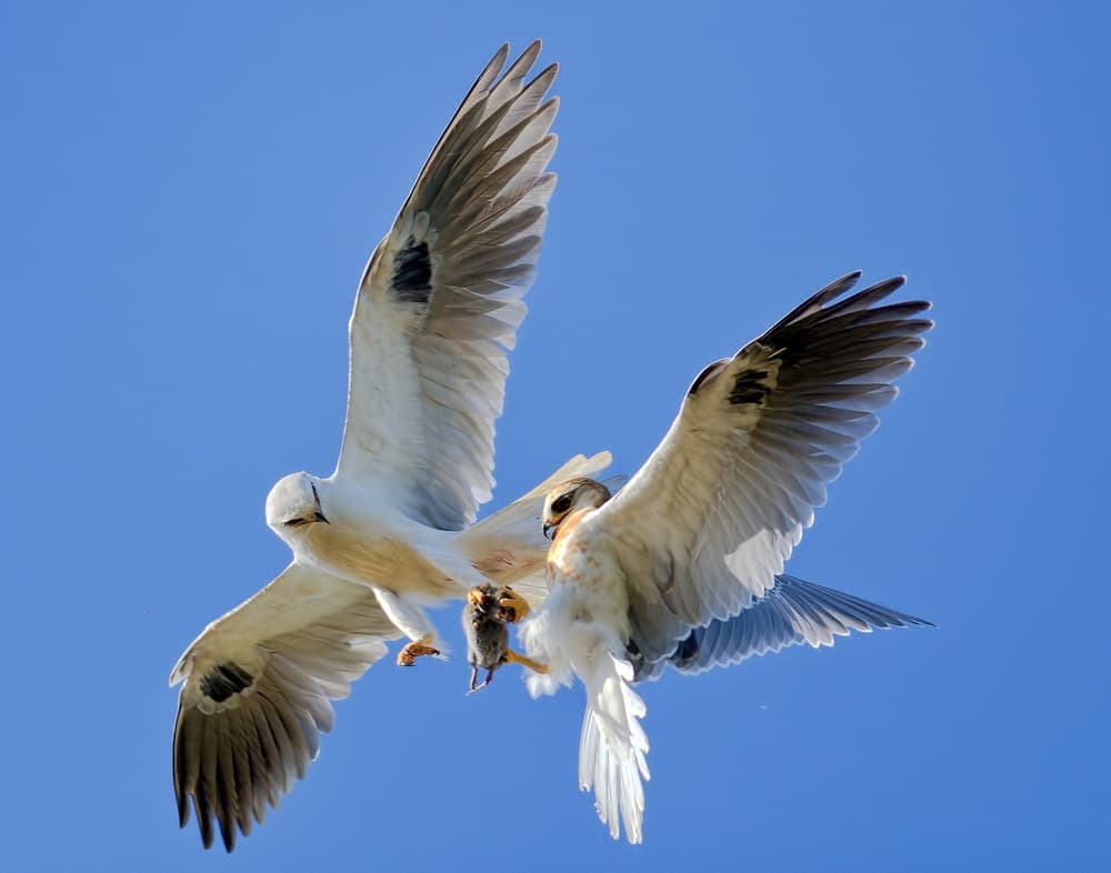 Kites Sharing Prey by Andrew J. Lee — canvas wall art