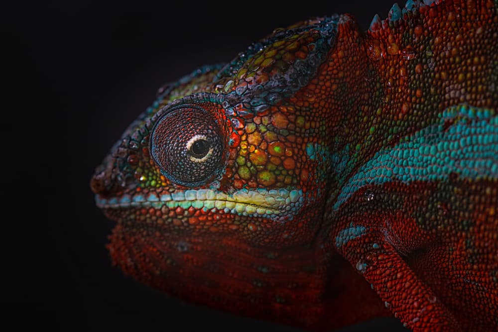 Chameleon's Vivid Gaze by Andi Halil — canvas wall art
