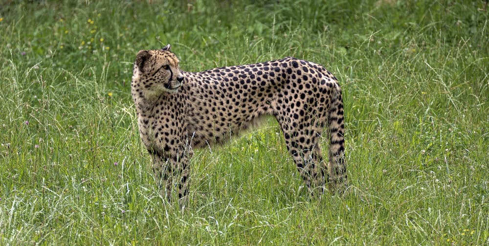 Cheetah in Green Grass by Jois Domont ( J.L.G.) — canvas wall art