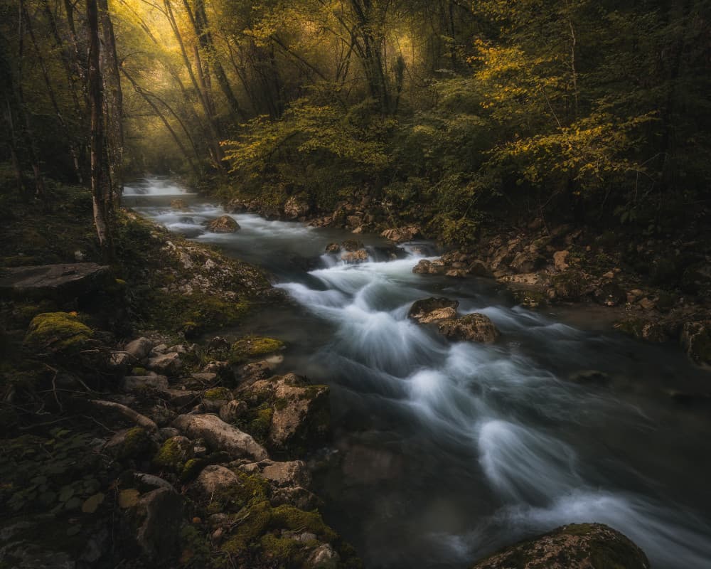 Golden Forest River by Thomas de Franzoni — canvas wall art