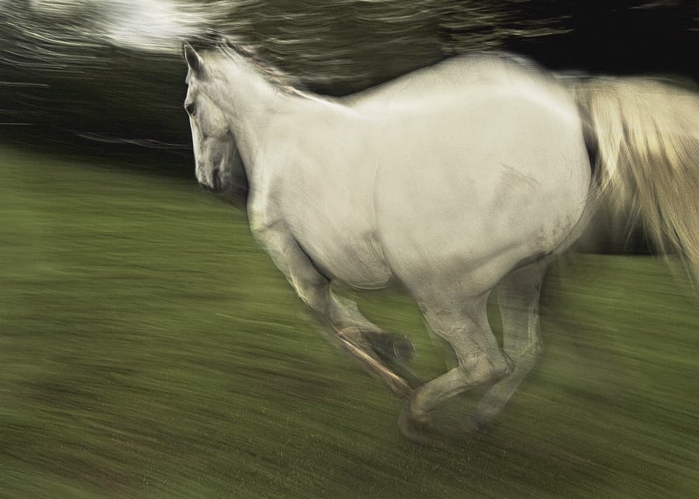 Galloping White Horse by Milan Malovrh — canvas wall art