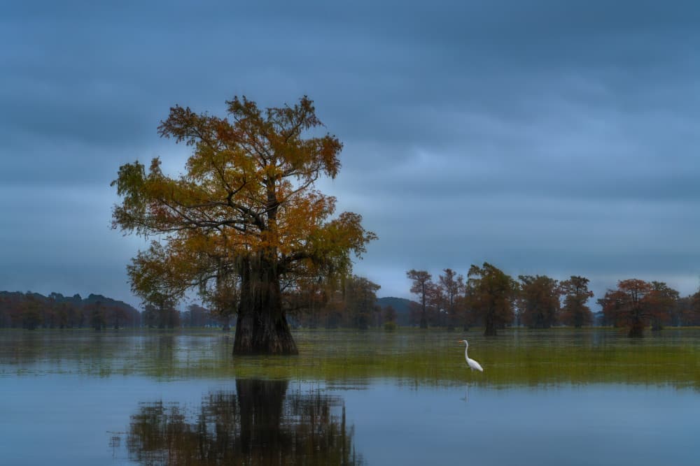 Autumn Cypress Egret by Leah Xu — canvas wall art