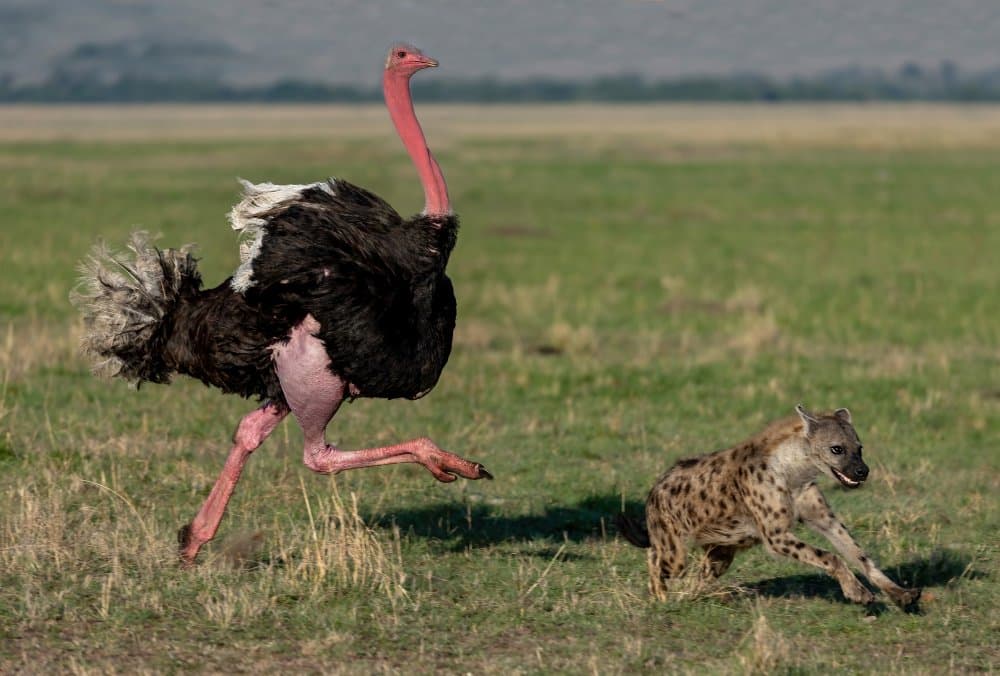 Ostrich Hyena Chase by Alessandro Catta — canvas wall art
