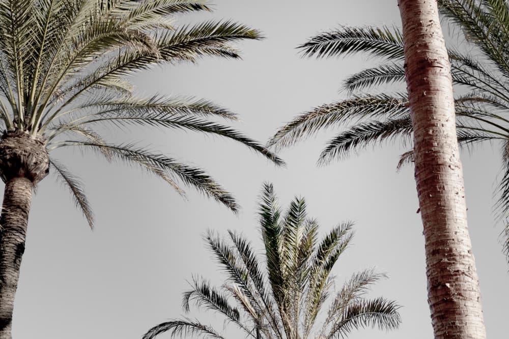 Exotic Palm Sky by Pictufy Studio III — canvas wall art