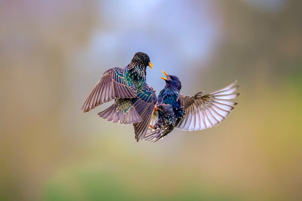 Dynamic Starling Fight by Marco Redaelli — canvas wall art