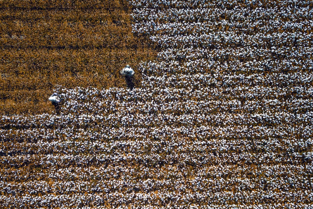 Golden Cotton Harvest by Zhou Chengzhou — canvas wall art