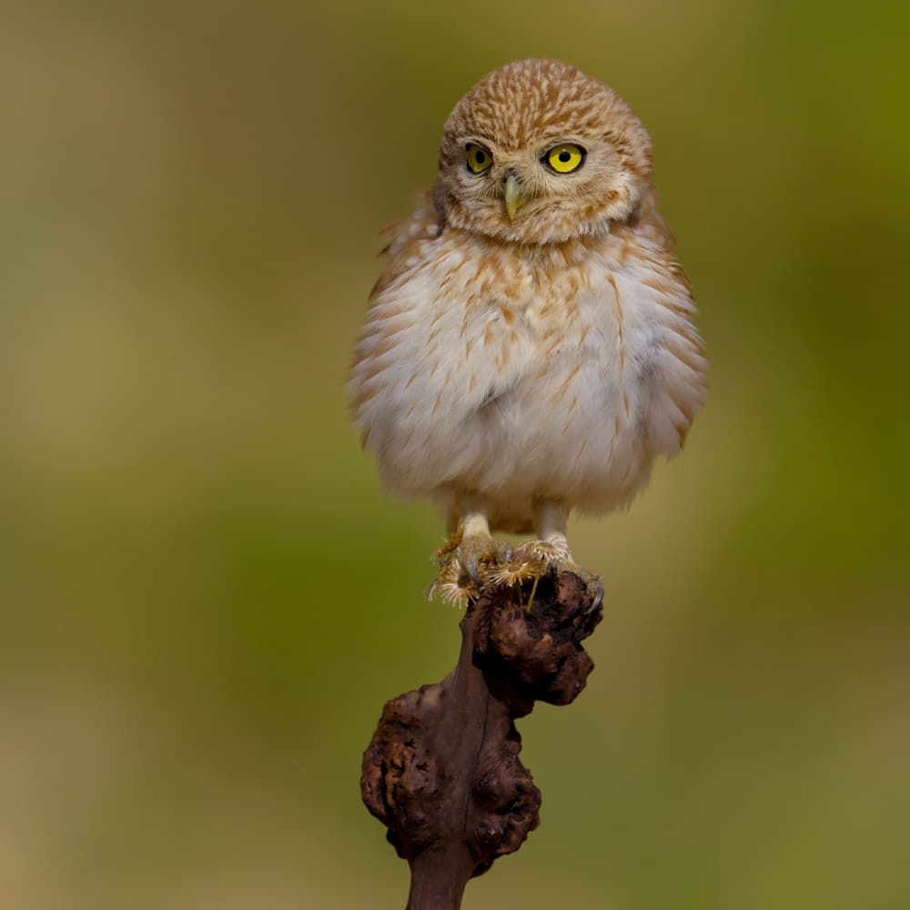 Little Owl Portrait by David Manusevich — canvas wall art
