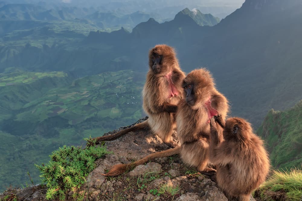 Gelada Baboons Mountain View by Luigi Ruoppolo — canvas wall art