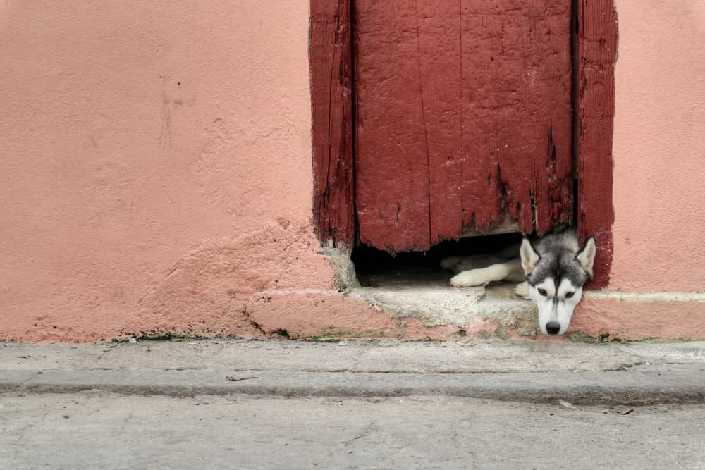 Curious Husky Peeks Out by Felix Tchvertkin — canvas wall art