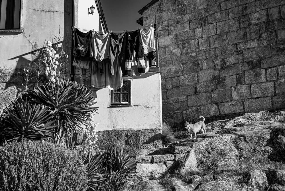 Rustic Village Dog by Oana Vasileniuc — canvas wall art