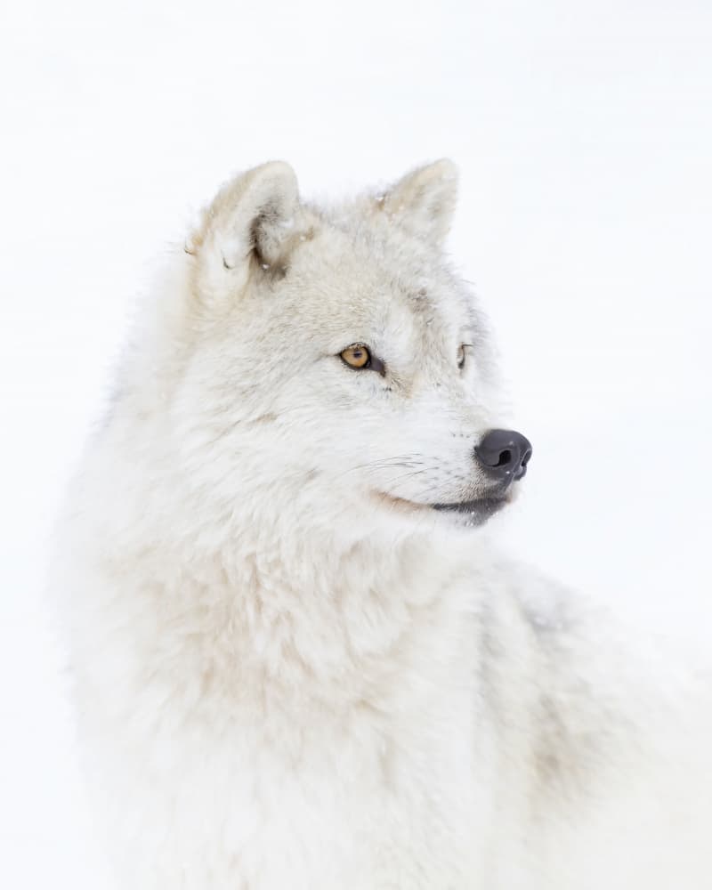 Majestic Arctic Wolf by Jim Cumming — canvas wall art