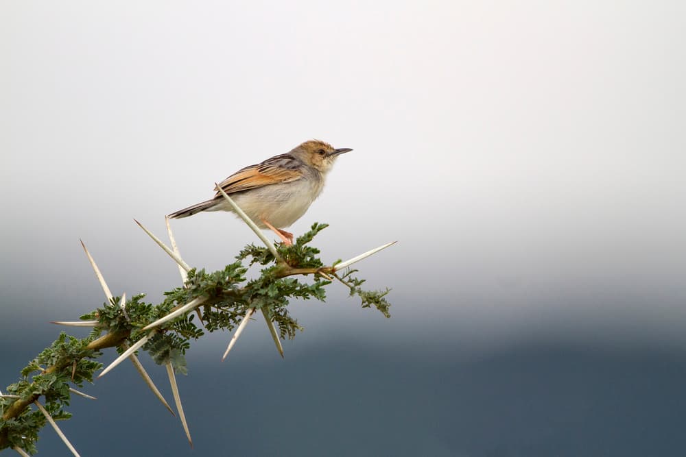 Peaceful Perched Bird by Alessandro Catta — canvas wall art