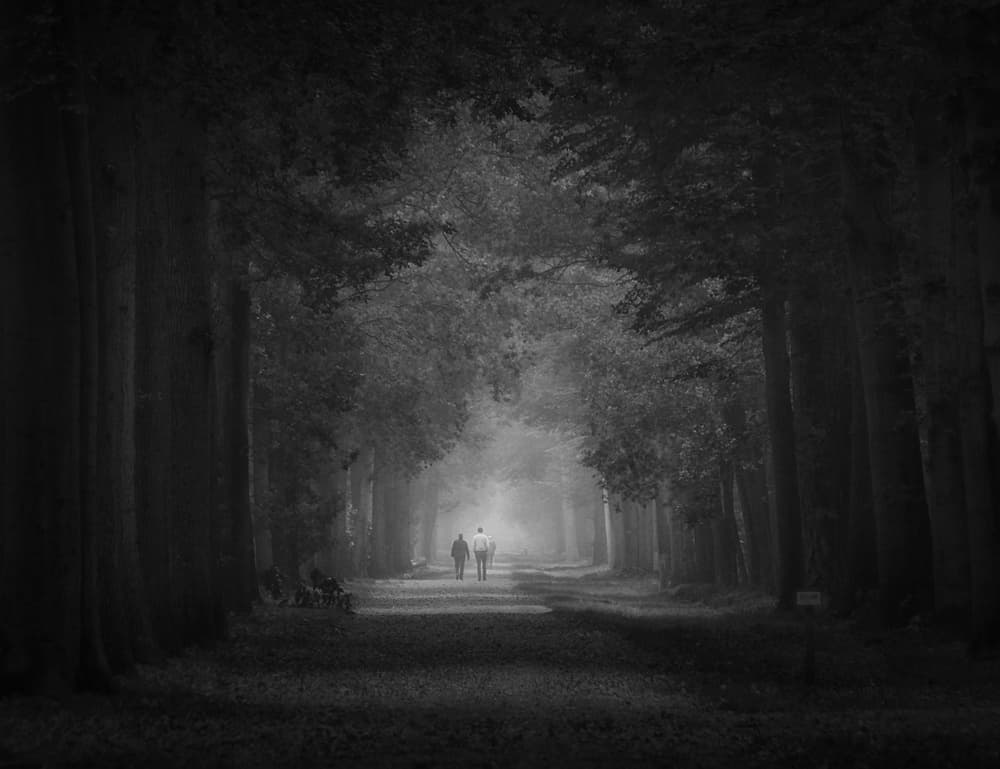 Misty Forest Path by Saskia Dingemans — canvas wall art