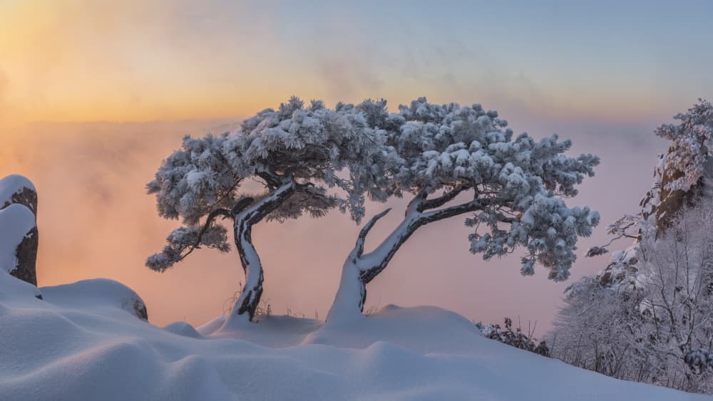 Frosted Pines Dawn by Jaeyoun Ryu — canvas wall art