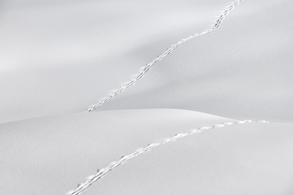 Winding Snow Path by Vito Miribung — canvas wall art