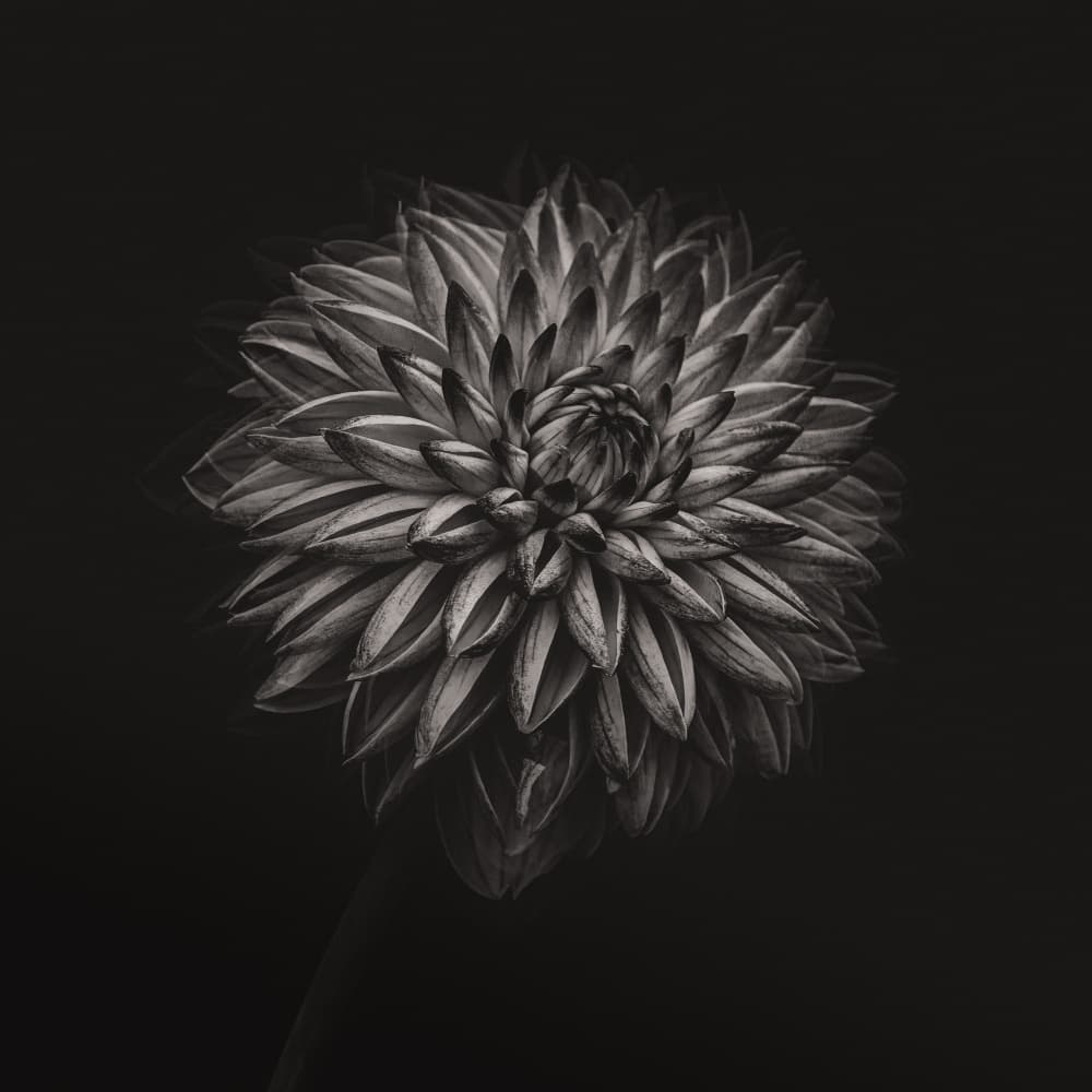 Elegant Monochrome Dahlia by Wei Xu — canvas wall art