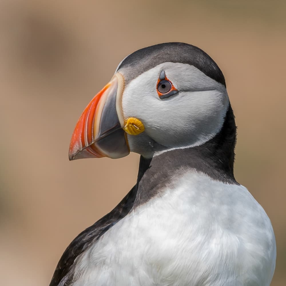 Atlantic Puffin Portrait by Piotr Galus — canvas wall art
