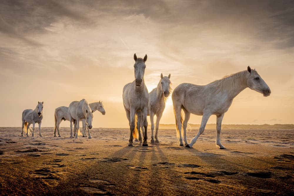 White Horses Golden Light