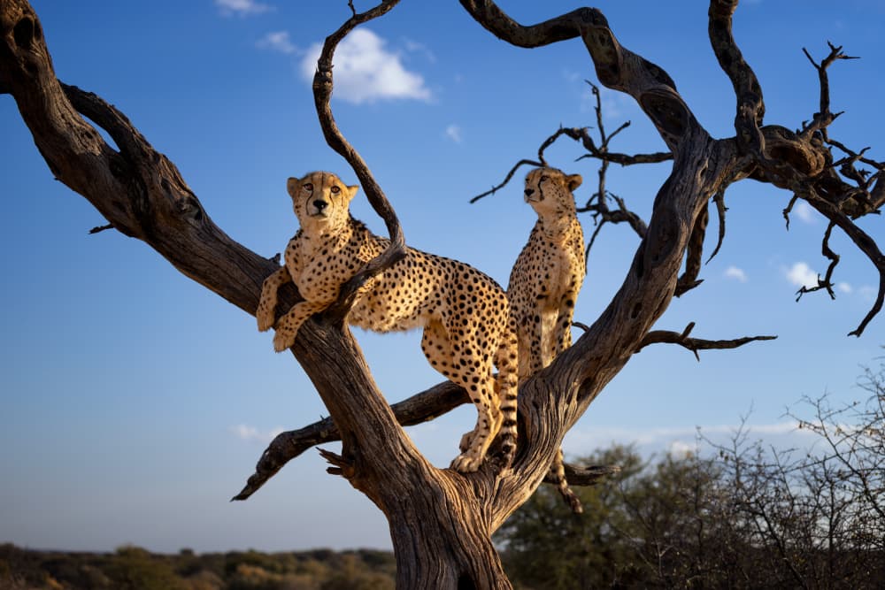 Cheetahs On Lookout by Joanna W — canvas wall art