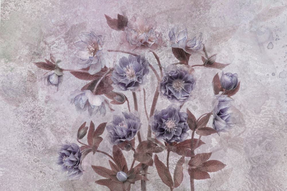 Dreamy Lavender Blossoms by Jacky Parker — canvas wall art