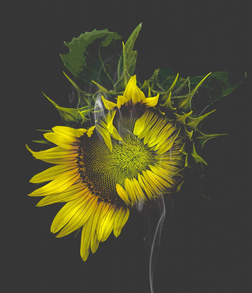 Vibrant Sunflower Smoke by Larry Deng APA — canvas wall art