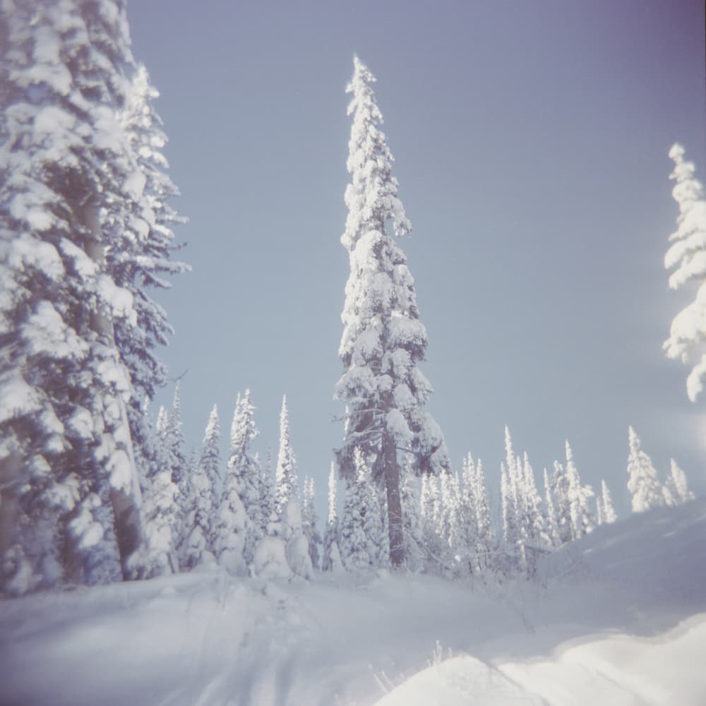Pristine Winter Forest by Lynann Colligan — canvas wall art