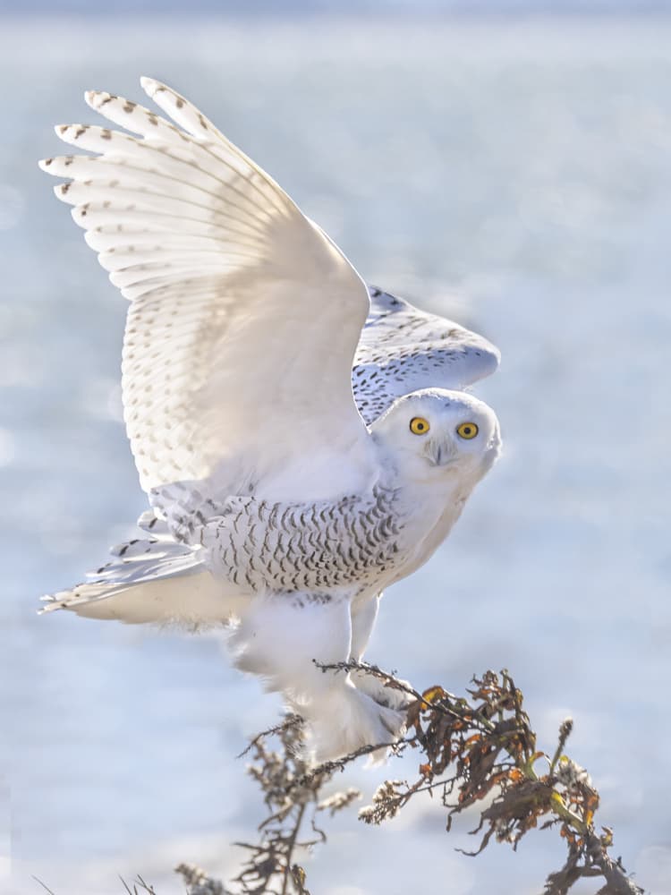 Snowy Owl Takes Flight by Yun Thwaits — canvas wall art