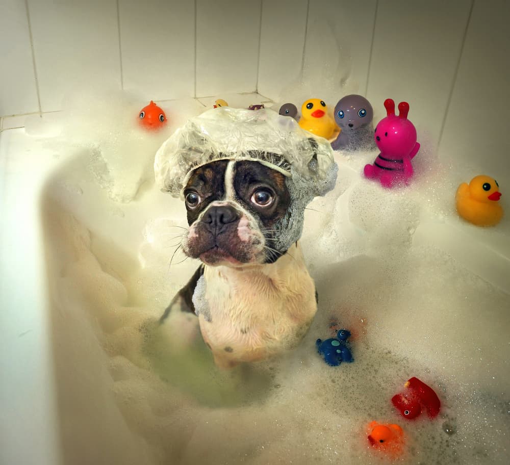 Boston Terrier Bath Time by DDiArte — canvas wall art