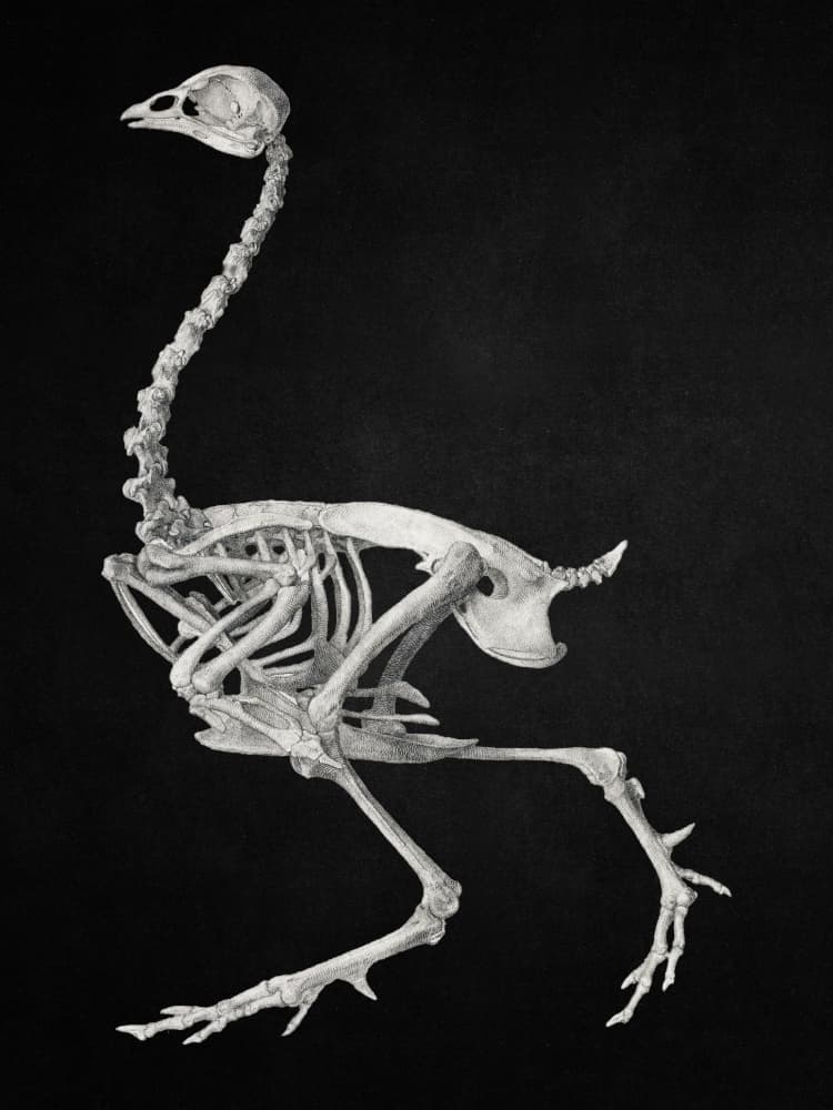 Ostrich Skeleton Study by Marja van den Hurk — canvas wall art