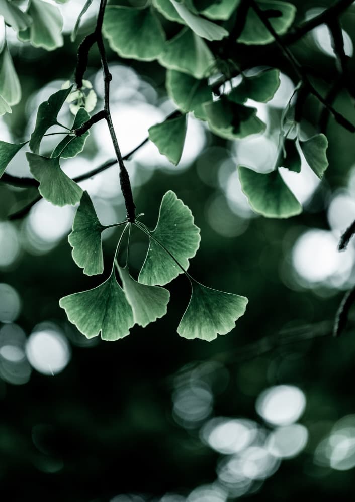 Ginko 1 by Mareike Böhmer — canvas wall art