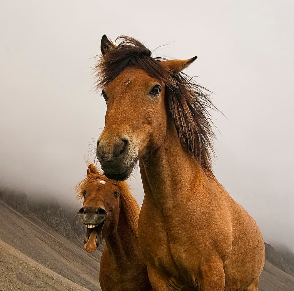 Laughing Horse Friends by Þorsteinn H. Ingibergsson — canvas wall art