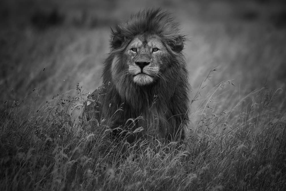 Majestic African Lion by Mohammed Alnaser — canvas wall art