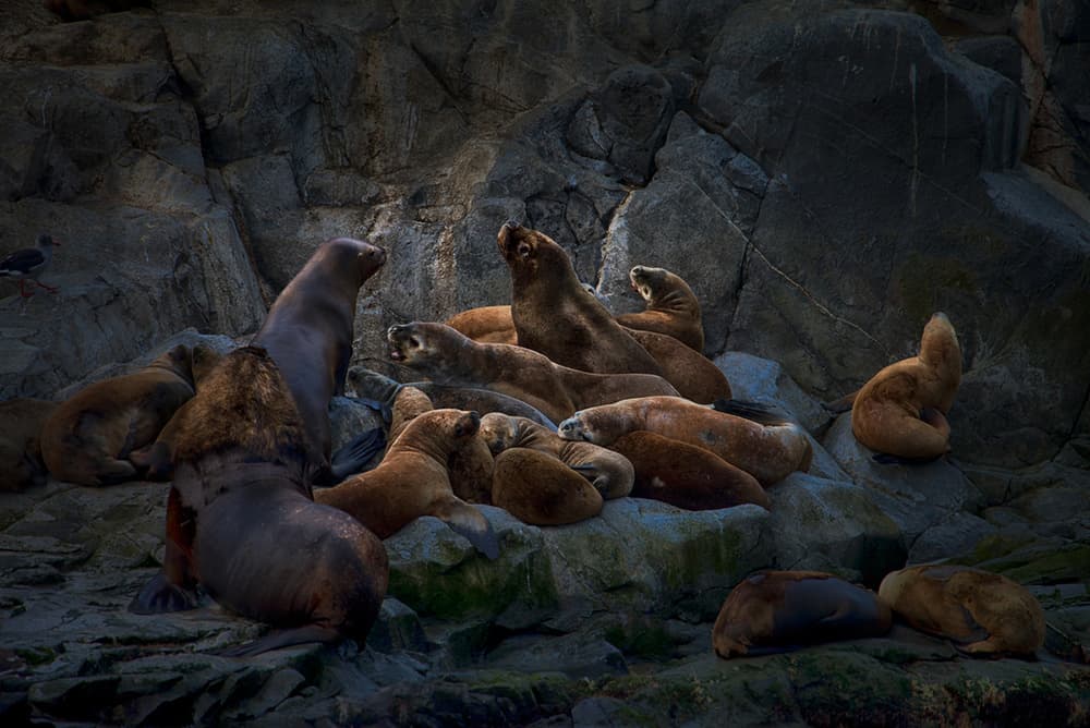 Wild Sea Lion Gathering by Peter Svoboda MQEP — canvas wall art