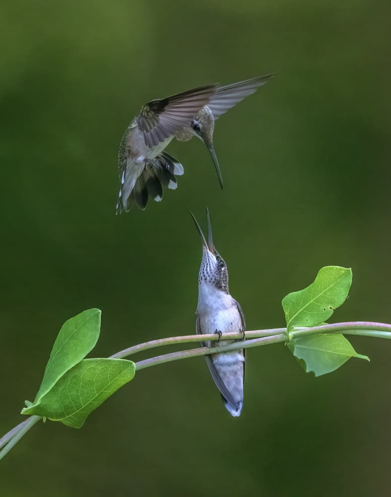 Two Hummingbirds Meeting by Deming W — canvas wall art