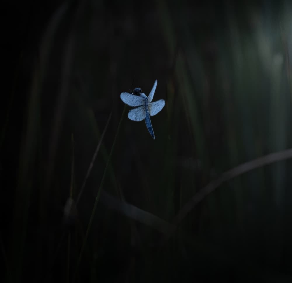 Twilight Blue Dragonfly by Takafumi Yamashita — canvas wall art