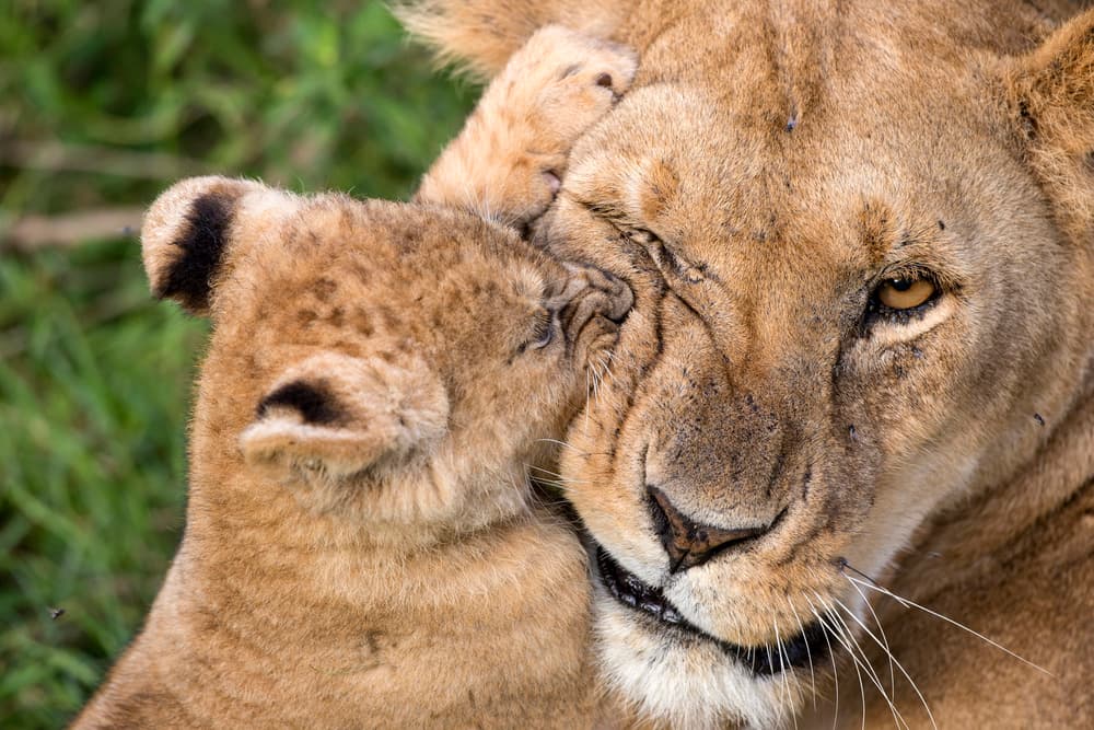 Lioness and Cub Affection by Alessandro Catta — canvas wall art