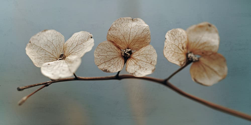 Whispering Petals by Treechild — canvas wall art