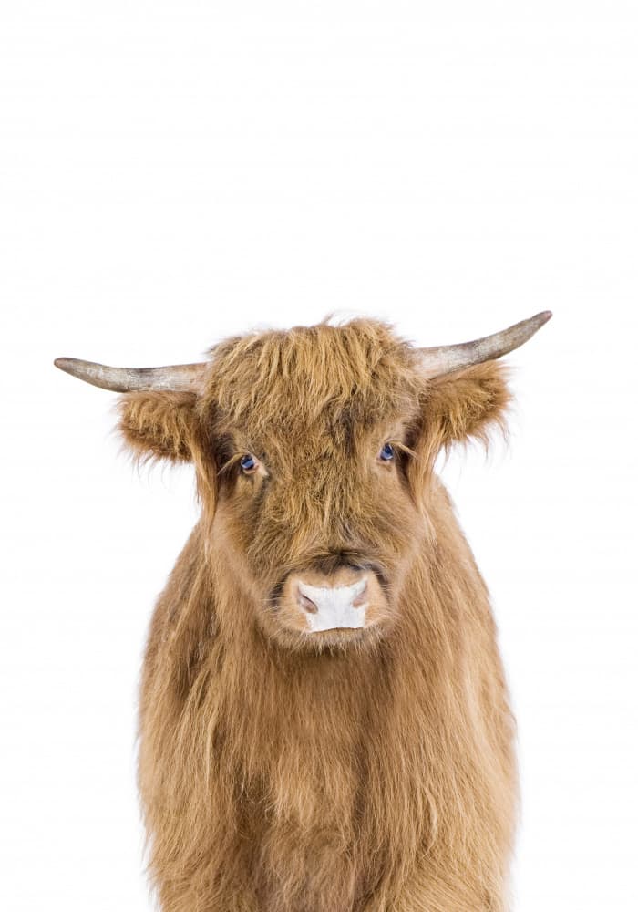 Baby Cow by Kathrin Pienaar — canvas wall art